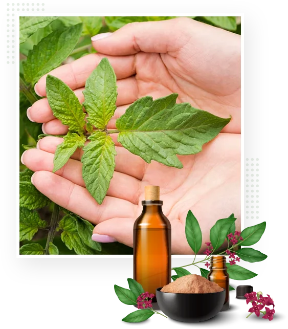 herbal-pure-feature_img